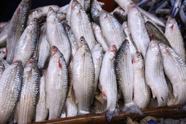 أسعار الأسماك في مصر اليوم السبت 20 فبراير 2021