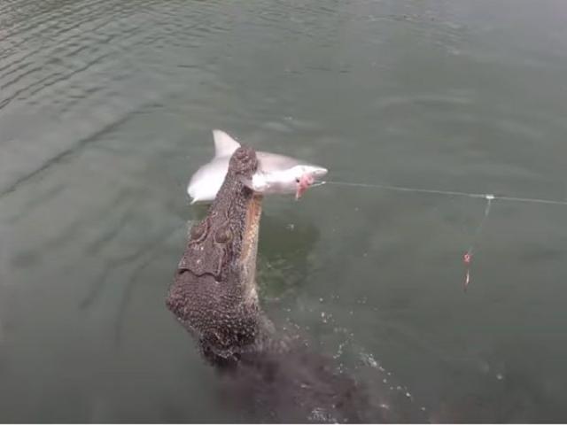 تمساح يخطف سمكة قرش من صيادين