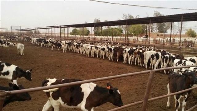 وزير الزراعة: 4 مليار جنيه لتمويل مشروع 272 ألف رأس ماشية لـ 25 ألف من صغار المربين