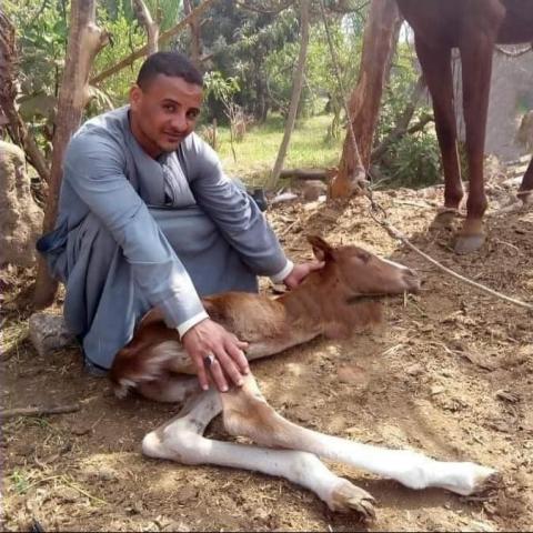 مهرة بدون أقدام في قنا