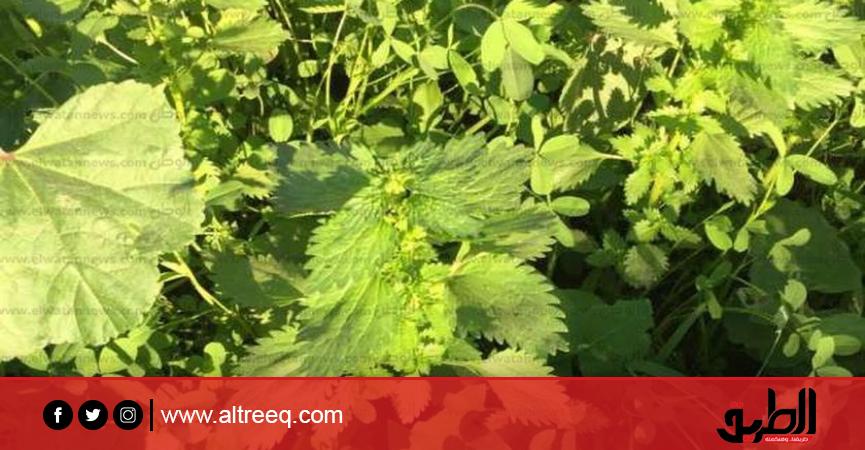 زراعة بانجو في الحوش.. تفاصيل براءة مشرف مدرسة بالدقهلية | الحوادث | الطريق