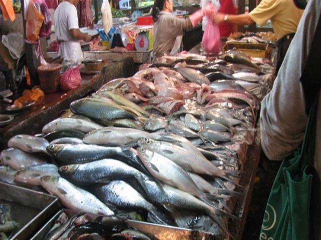 أسعار الأسماك المختلفة اليوم الأربعاء 26 مايو 2021