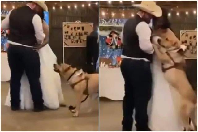 كلب أليف يرقص مع زوجين ليلة زفافهما