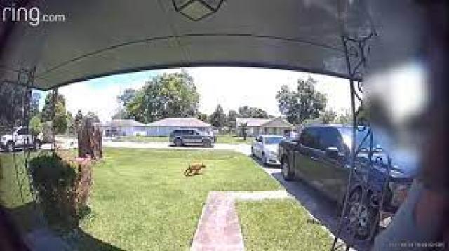 امرأة تصيب ابنها أثناء اطلاق النار على كلب