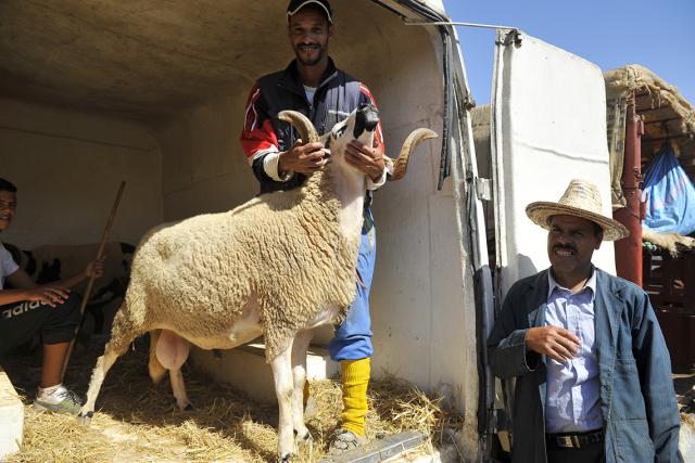 حكم ذبح الأضحية صغيرة السن