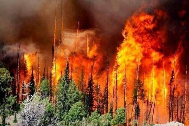 ”خسائر بشرية ومادية ضخمة”.. القصة الكاملة لحرائق الغابات في الجزائر
