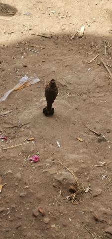 طفل يعثر على دانة بترعة في كفر الشيخ
