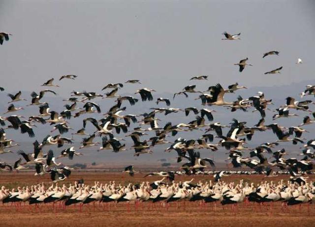 فاتحة بيوت 40 ألف صياد.. قصة 100 عاماً للطيور البرية النادرة ببحيرة البرلس