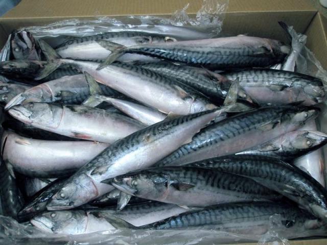 أسعار الأسماك آخر تحديث لدى الأسواق اليوم الإثنين 18 أكتوبر 2021