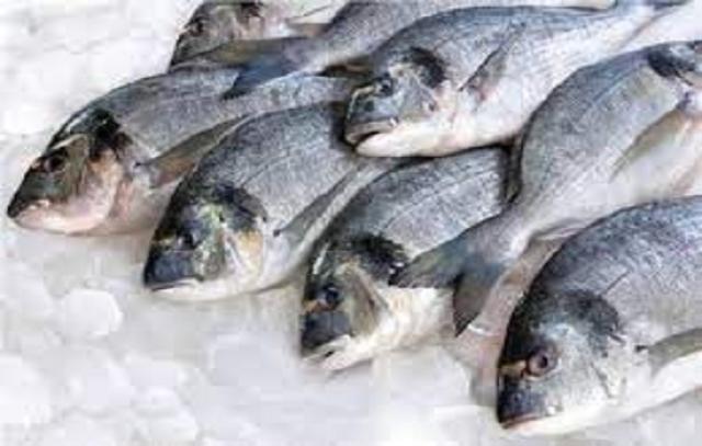 أسعار السمك البلطي تتراجع خلال تعاملات اليوم الاثنين في الأسواق