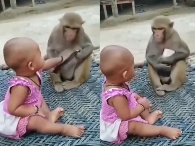 مشهد طريف.. طفلة وقرد يتشاجران على هاتف (فيديو)