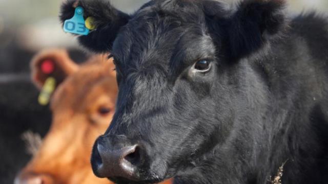 «طرائف».. مزارع يقدم شكوى للشرطة ضد الأبقار لعدم إنتاجها الحليب