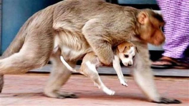 بعد الثأر من 260 كلبا.. طبيب بيطري يكشف أسباب السلوك العدواني للجريمة التي ارتكبتها القرود
