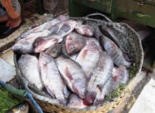 أسعار الأسماك في مصر اليوم الأحد 26 -12-2021