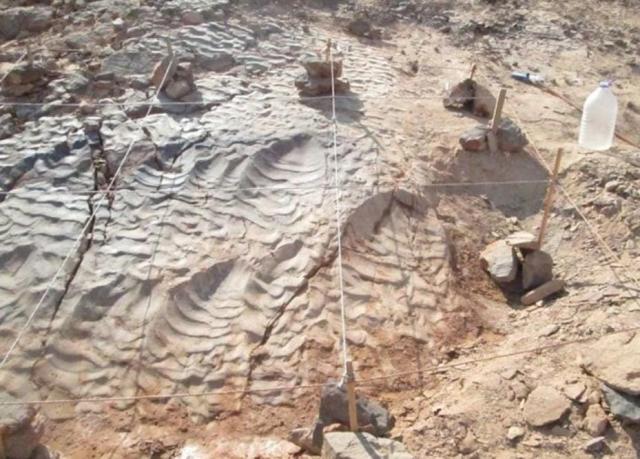آثار أقدام ديناصورات عملاقة بصحراء مصر الشرقية