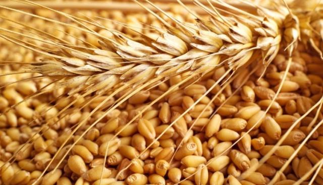 أسعار القمح في مصر