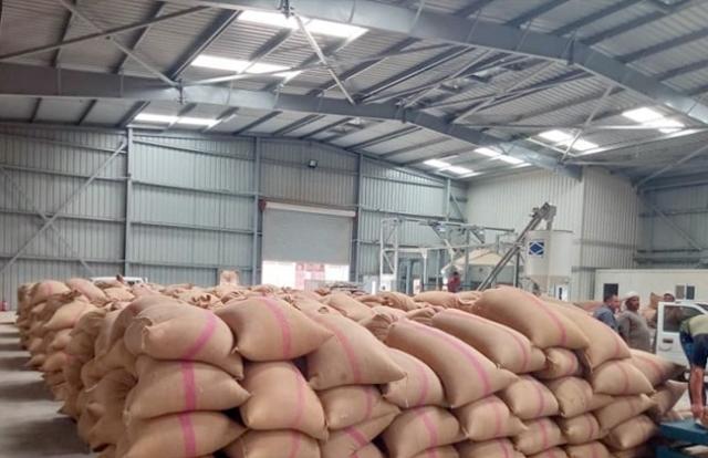 غرفة الإسكندرية التجارية: مصر لديها مخزون من القمح يكفي لمواجهة أزمة روسيا وأوكرانيا