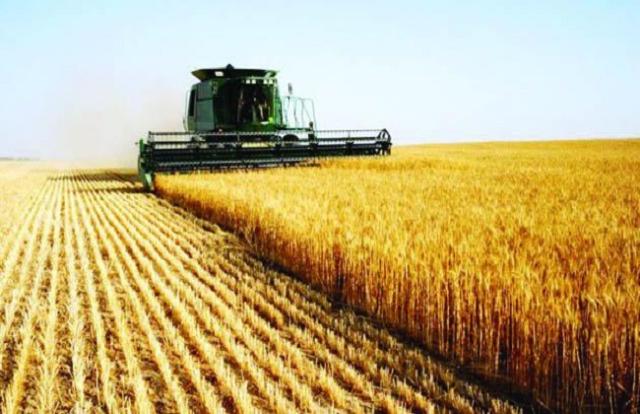 الحملة القومية: مساحات زراعة القمح وصلت إلى 3.6 مليون فدان - فيديو