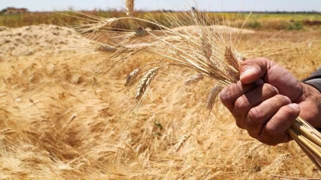 عاجل | «350 جنيهَا».. «صناعة الحبوب» تعلن انخفاض سعر القمح.. فيديو