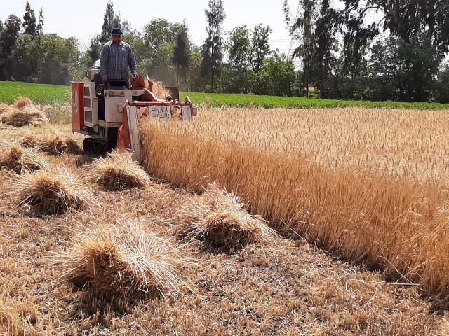 «الزراعة»: دعم إضافي للفلاح لتوريد القمح إلى الحكومة