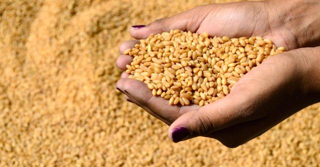 الزراعة تكشف قيمة الحافز الإضافي على أردب القمح