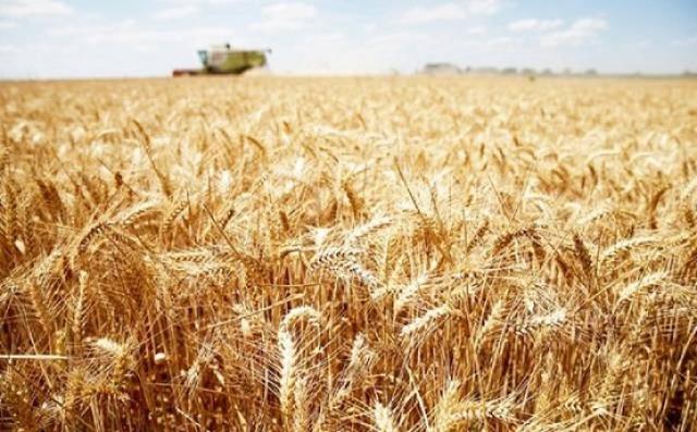 «بلومبرج»: روسيا تسرع صادراتها من القمح وسط حربها مع أوكرانيا