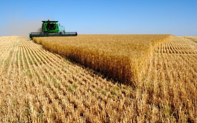 عاجل | الحكومة تكشف حقيقة تعقيد إجراءات توريد محصول القمح من المزارعين