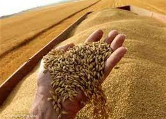 «متحدث الزراعة»: الدولة تمتلك منظومة حديثة لتنوع مصادر القمح - فيديو