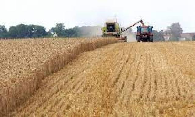 «متحدث الزراعة»: 65 جنية زيادة للمزارع عند اقتراب موسم حصاد القمح.. فيديو