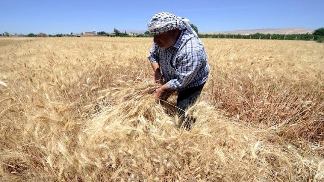 خبير زراعي يتوقع زيادة محصول القمح بسبب حالة الطقس - فيديو