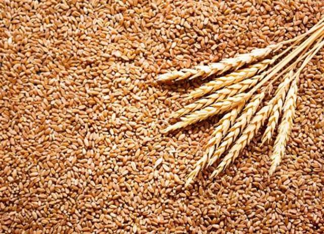 «الزراعة»: الحكومة نجحت في زيادة إنتاجية فدان القمح للضعف خلال السنوات الماضية