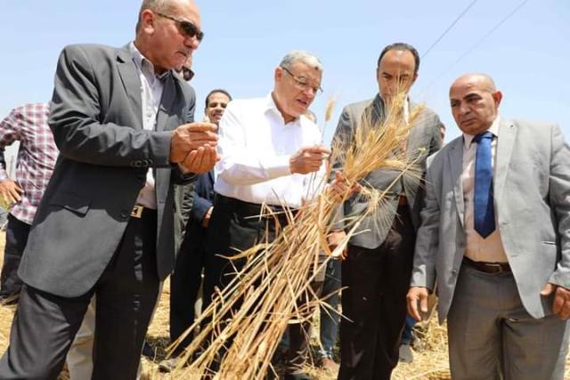 محافظ المنيا يشهد حصاد محصول القمح بأحد الحقول بمركز سمالوط