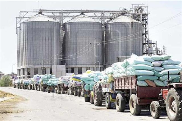 «متحدث الزراعة»: الوزارة أجرت مشروعات عديدة لتعزيز مخزون القمح.. فيديو