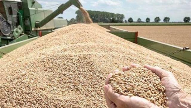 «الزراعة»: الظروف الجوية ساهمت في زيادة إنتاجية القمح