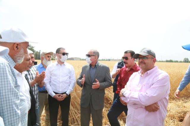 محافظ كفر الشيخ يشهد موسم حصاد القمح لمساحة منزرعة ”ربع مليون فدان”