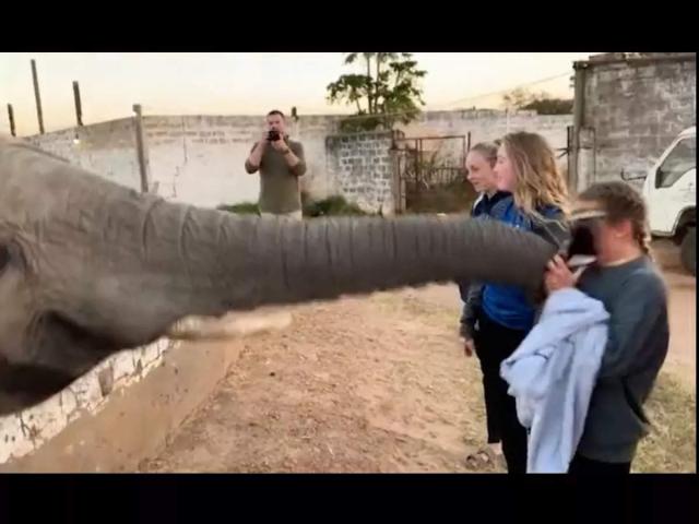 فيل يصفع فتاه على وجهها 