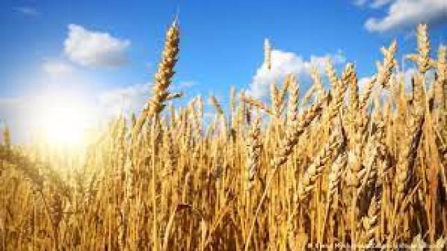 التموين تكشف مفاجأة بشأن محصول القمح.. فيديو