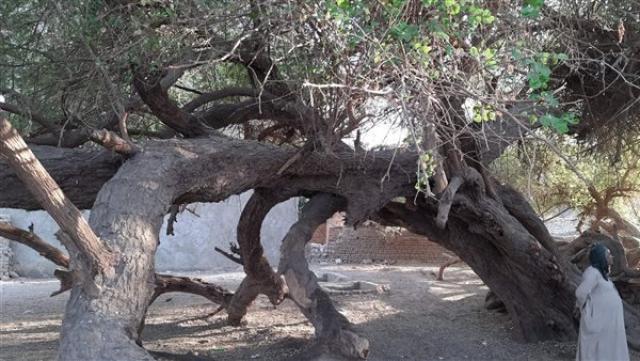 شجرة الشيخ حسن 