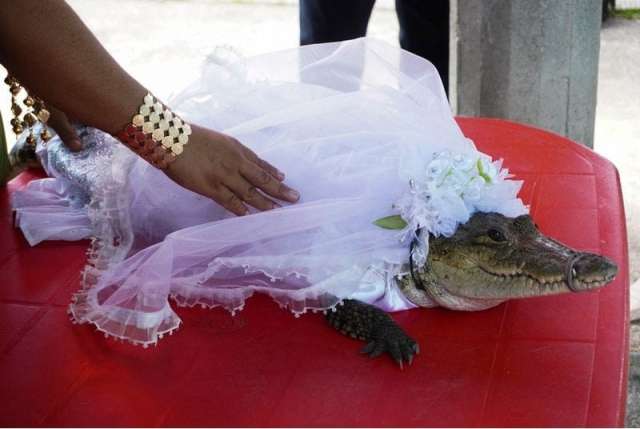 التمساح العروس