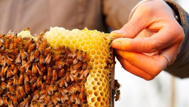 العسل والمناحل