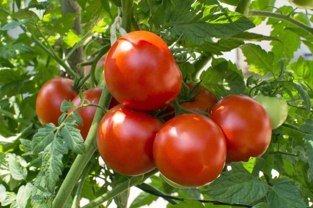 دراسة: تناول معجون الطماطم يساعد في تقليل حروق الشمس بنسبة 40٪