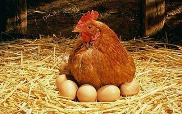 بـ77 جنيه.. شعبة المواد الغذائية تعلن ارتفاع جديد في أسعار بيض المائدة
