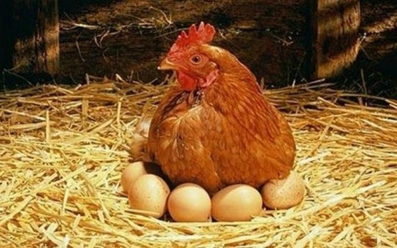 بـ 11 ألف جنيه.. دجاجة تضع أغلى بيضة في العالم