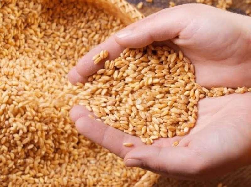 هل رفضت مصر شراء القمح من أوكرانيا؟