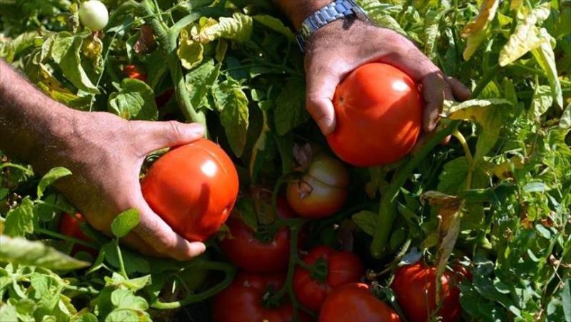 تعليمات جديدة من «الزراعة» بشأن محصولي الطماطم والبطاطس