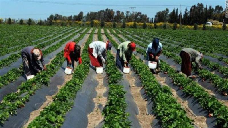 عاجل | خبير اقتصادي يكشف أهمية مشروع المزارع النموذجية لمصر وإفريقيا