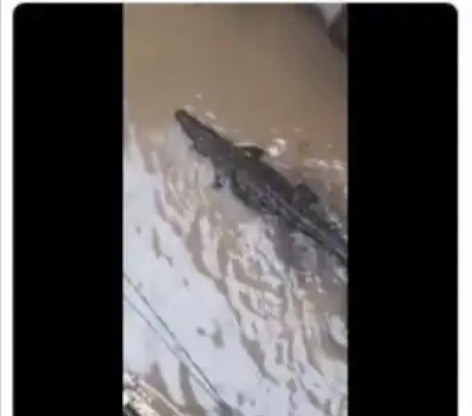 مرعب.. تمساح يسبح في مياه السيول داخل كمباوند سكني |فيديو