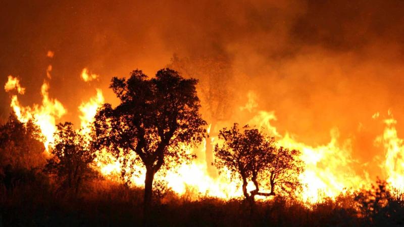 حرائق الغابات في الجزائر تواصل حصد الأرواح.. 38 حتى الآن