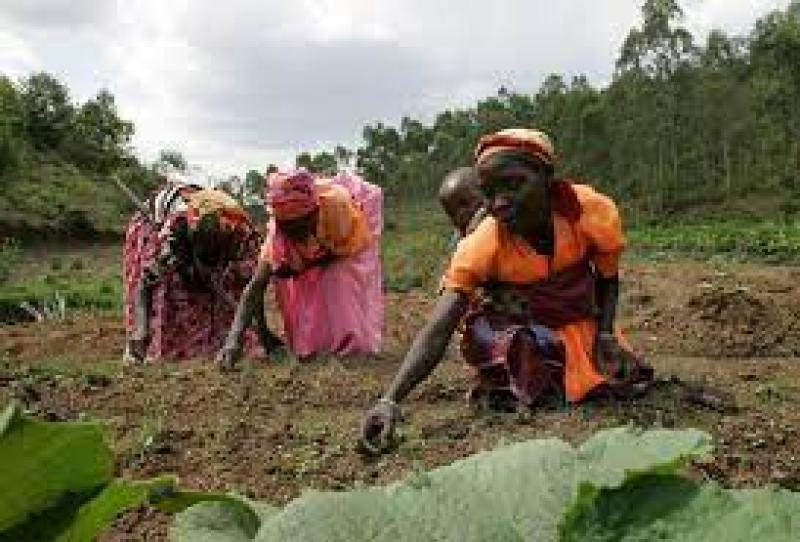 الزراعة في أفريقيا