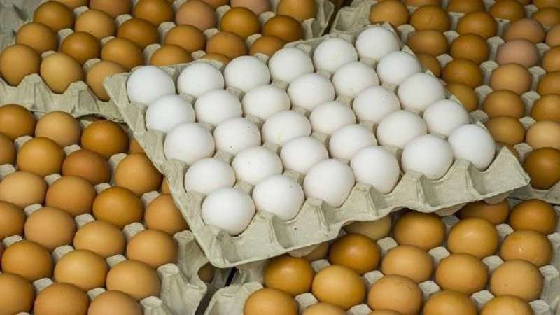 كرتونة البيض تتخطى الـ70 جنيها بعد ارتفاع أسعار الأعلاف في مصر